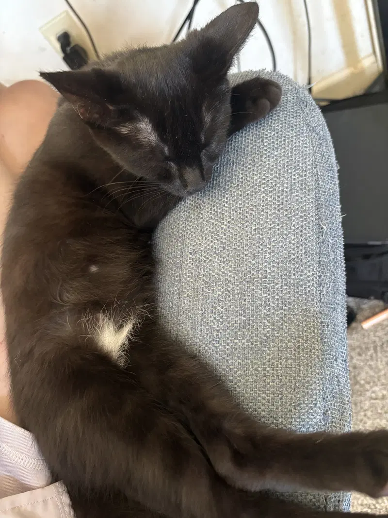 Sunrise, a male kitten up for adoption
