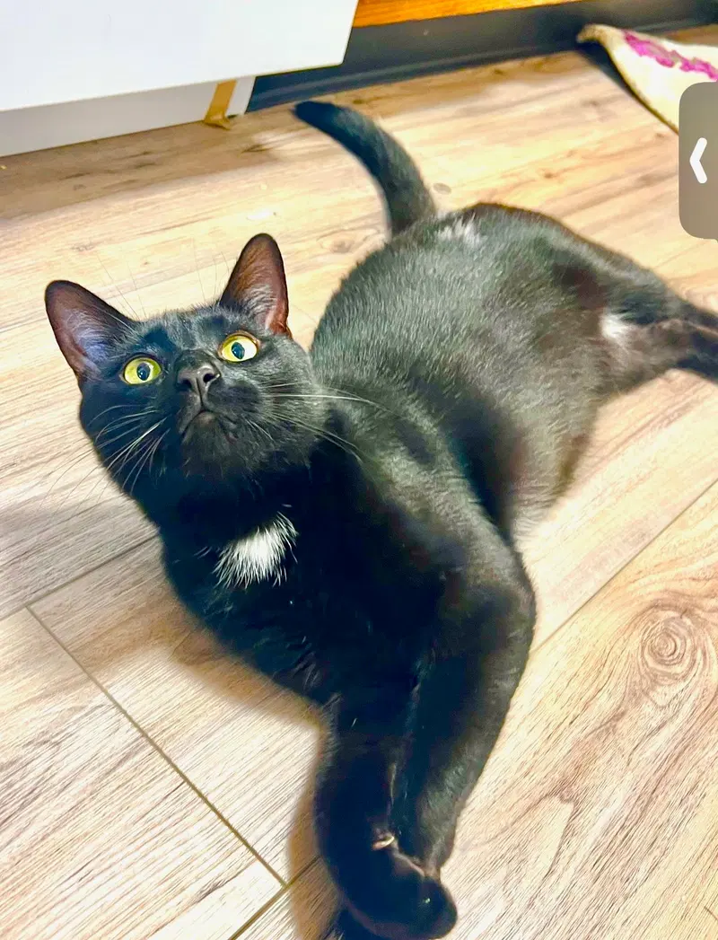 Toblerone, a young male cat up for adoption