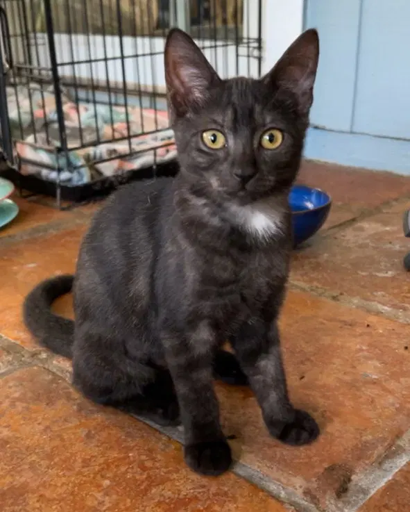Orzo, a female kitten up for adoption