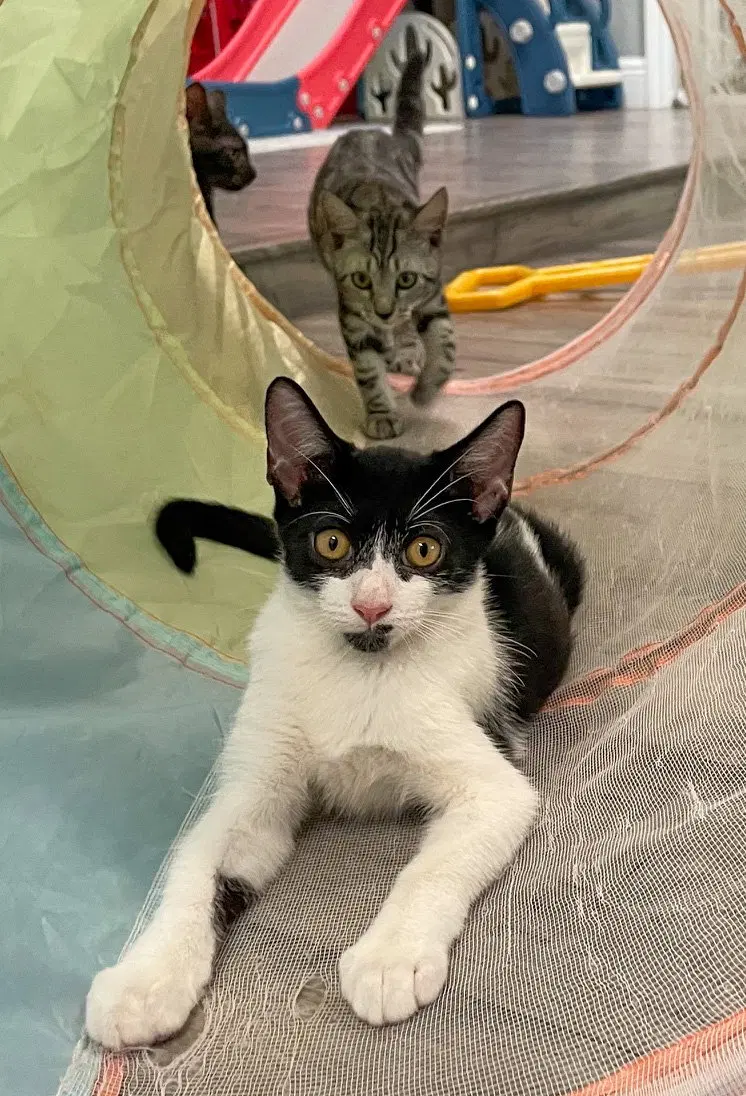 Ziti, a male kitten up for adoption