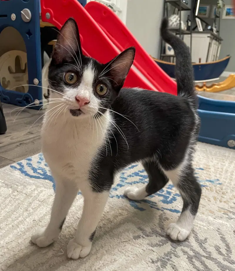 Cavatappi, a male kitten up for adoption