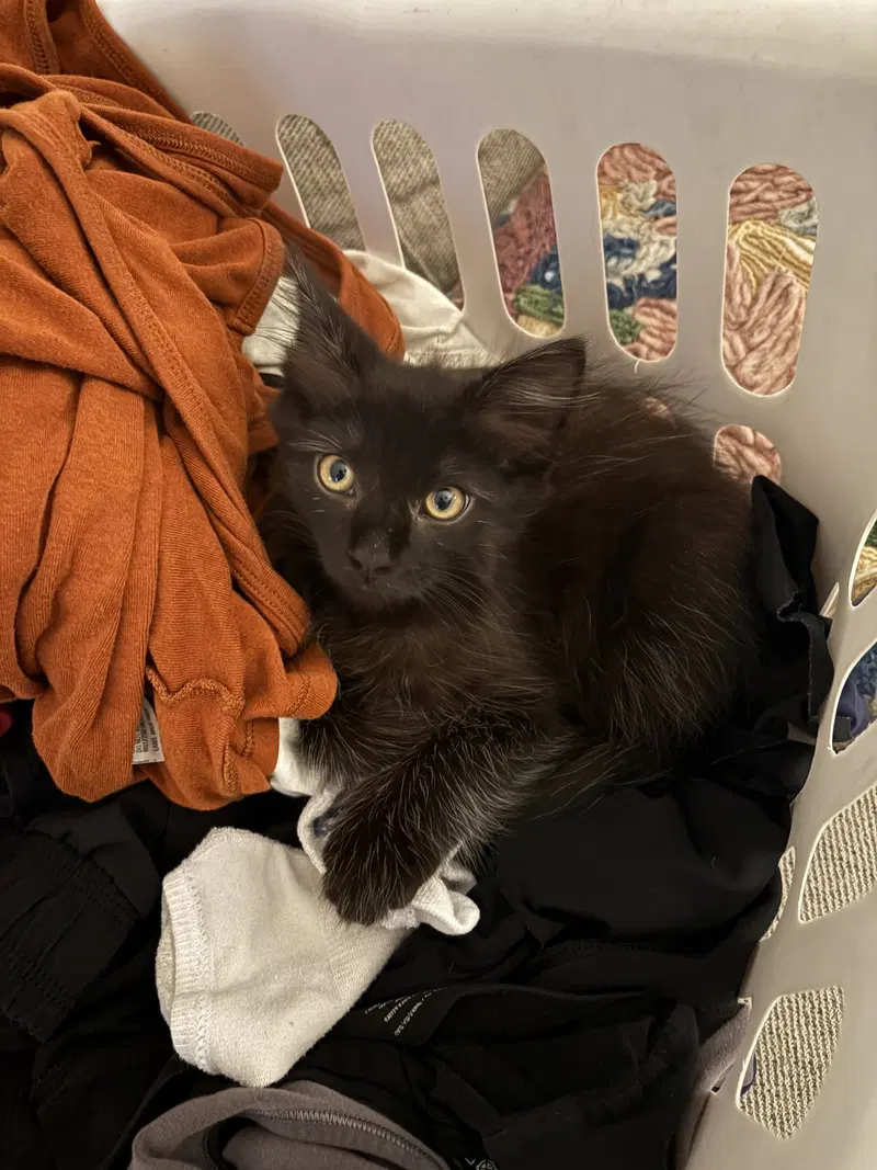 Logan, a male Bombay kitten up for adoption