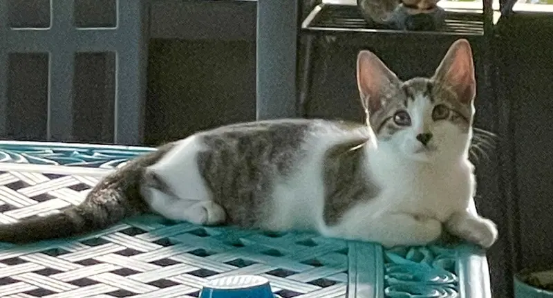 Ravioli, a female kitten up for adoption