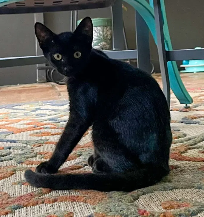 Gnocchi, a female kitten up for adoption