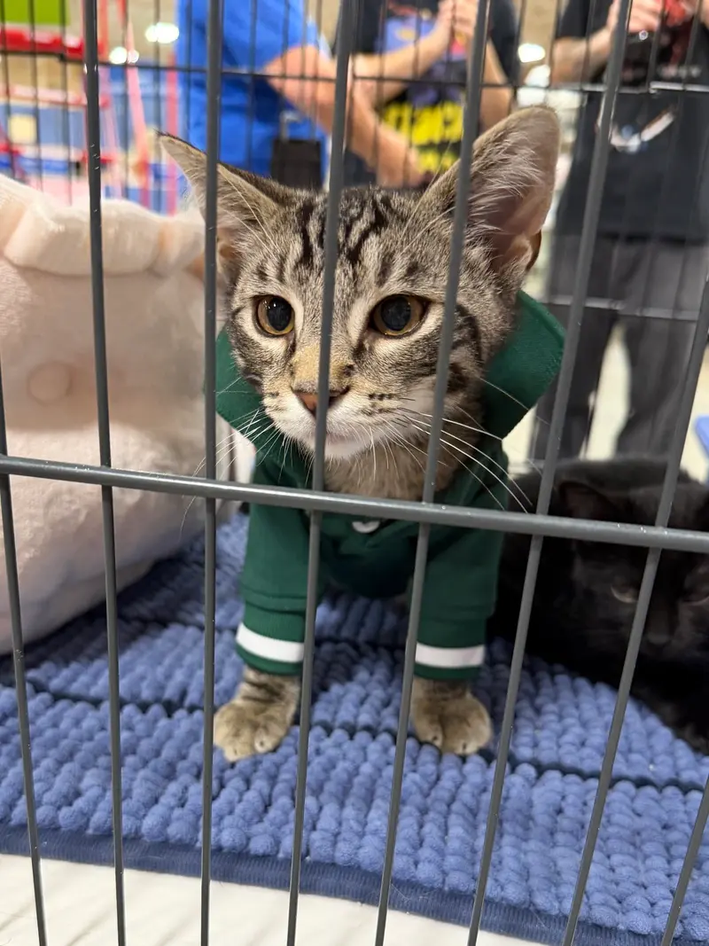 Matteo, a male Tabby kitten up for adoption