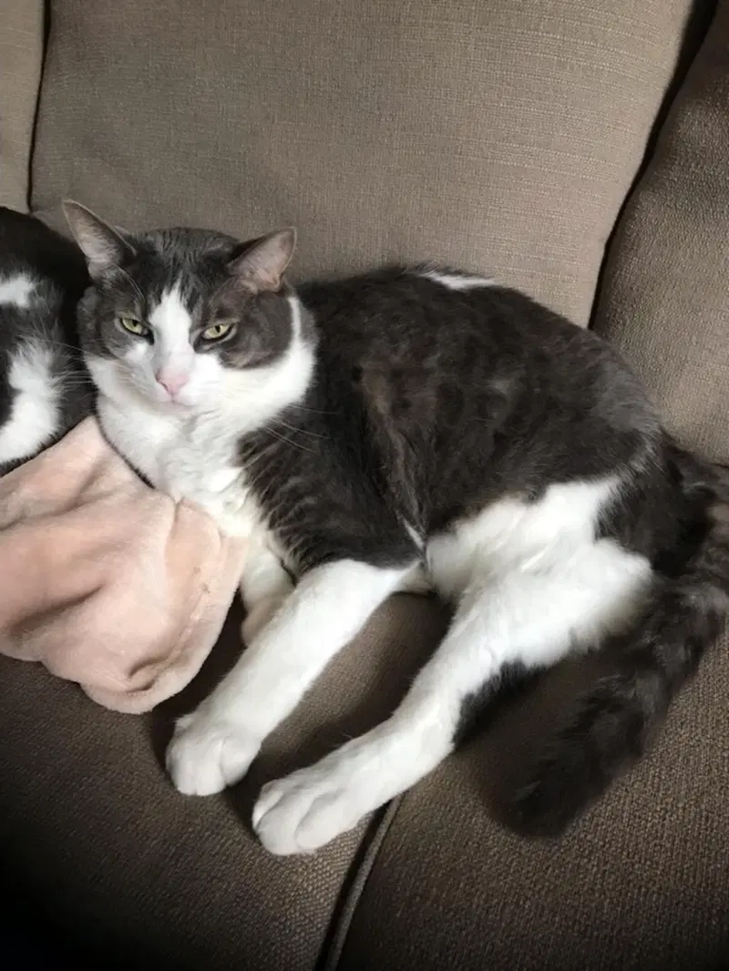 Marilyn&Lover Boy, an adult American Shorthair cat up for adoption