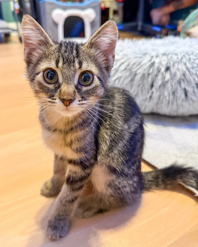 Kenzie, a female kitten up for adoption