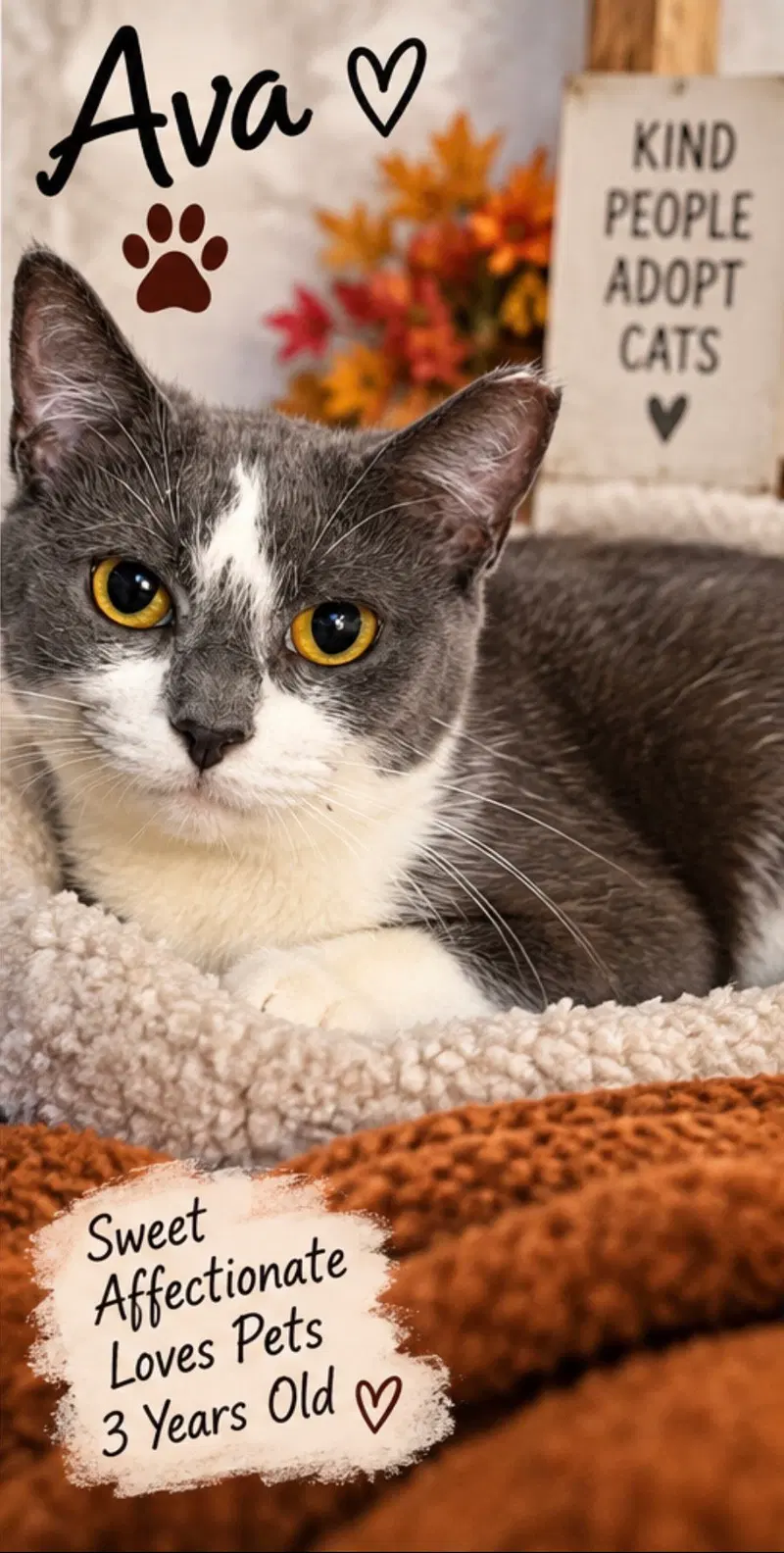 Ava, an adult female cat up for adoption
