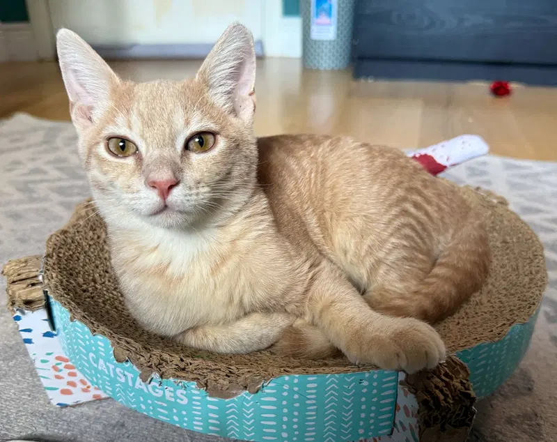 Dylan, a male kitten up for adoption