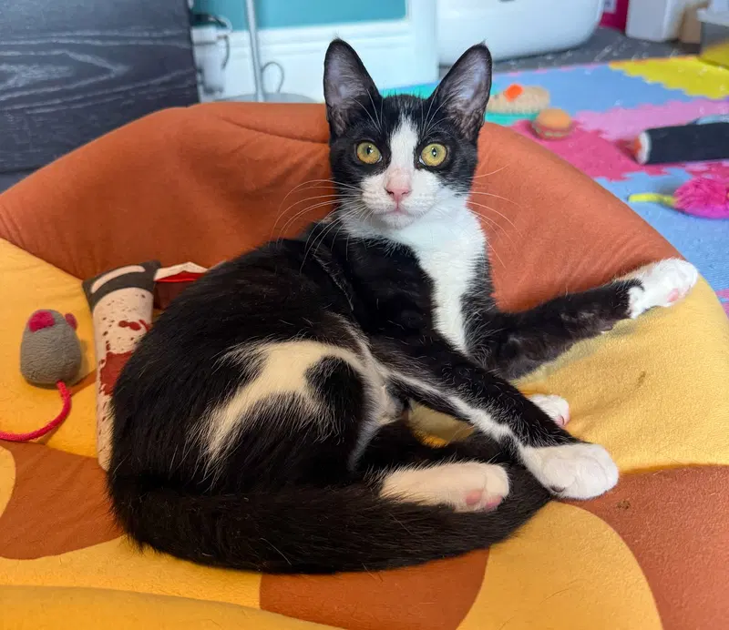 Parmida, a female kitten up for adoption