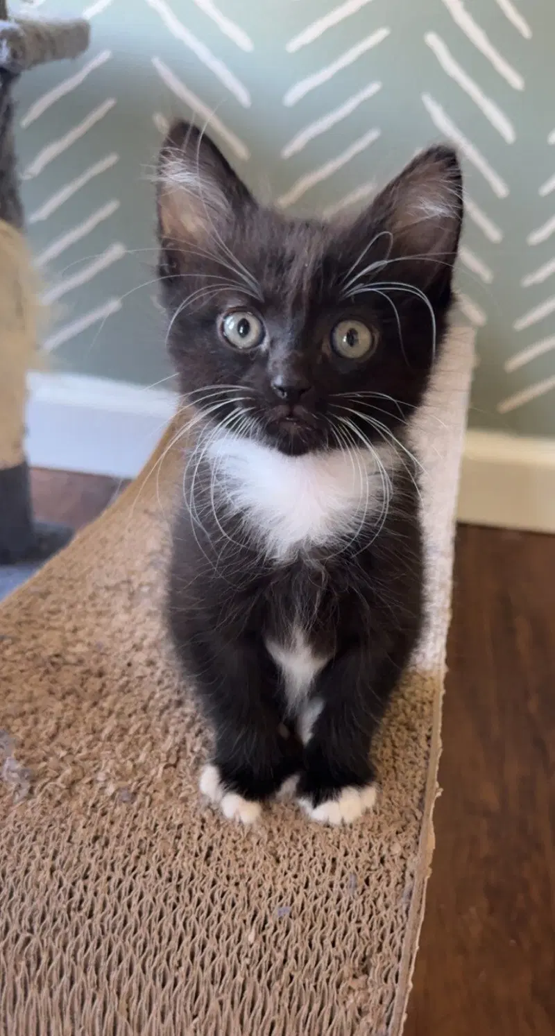 Leafwing, a female kitten up for adoption