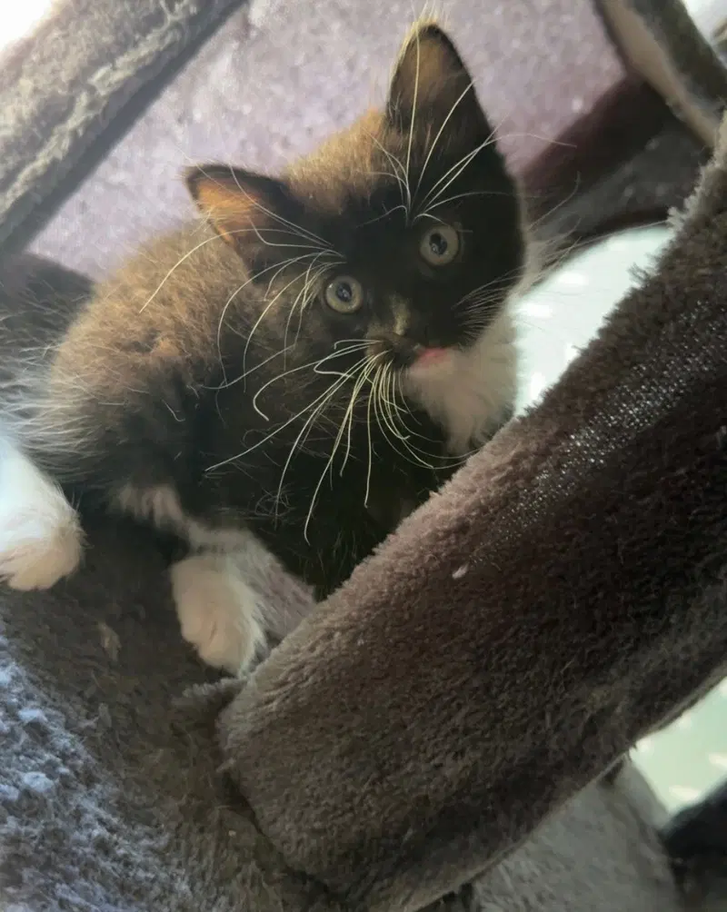 Graphium, a female kitten up for adoption