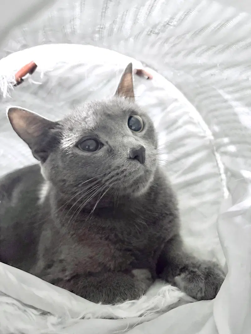 Elsa, a young female cat up for adoption