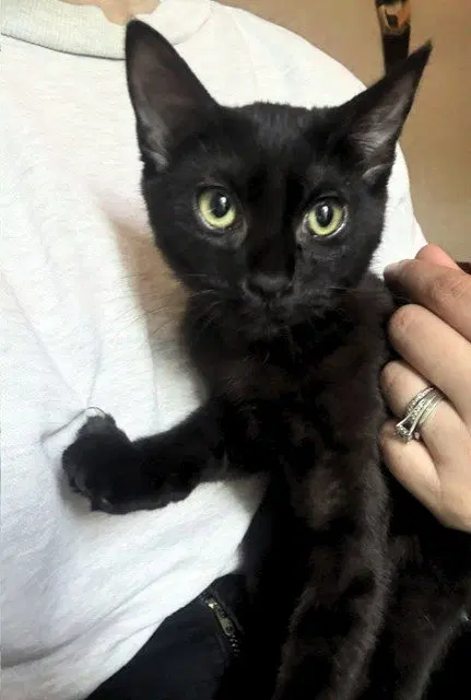 Nalia Jupiter, a young female cat up for adoption