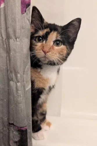 Jolene, a female Calico kitten up for adoption