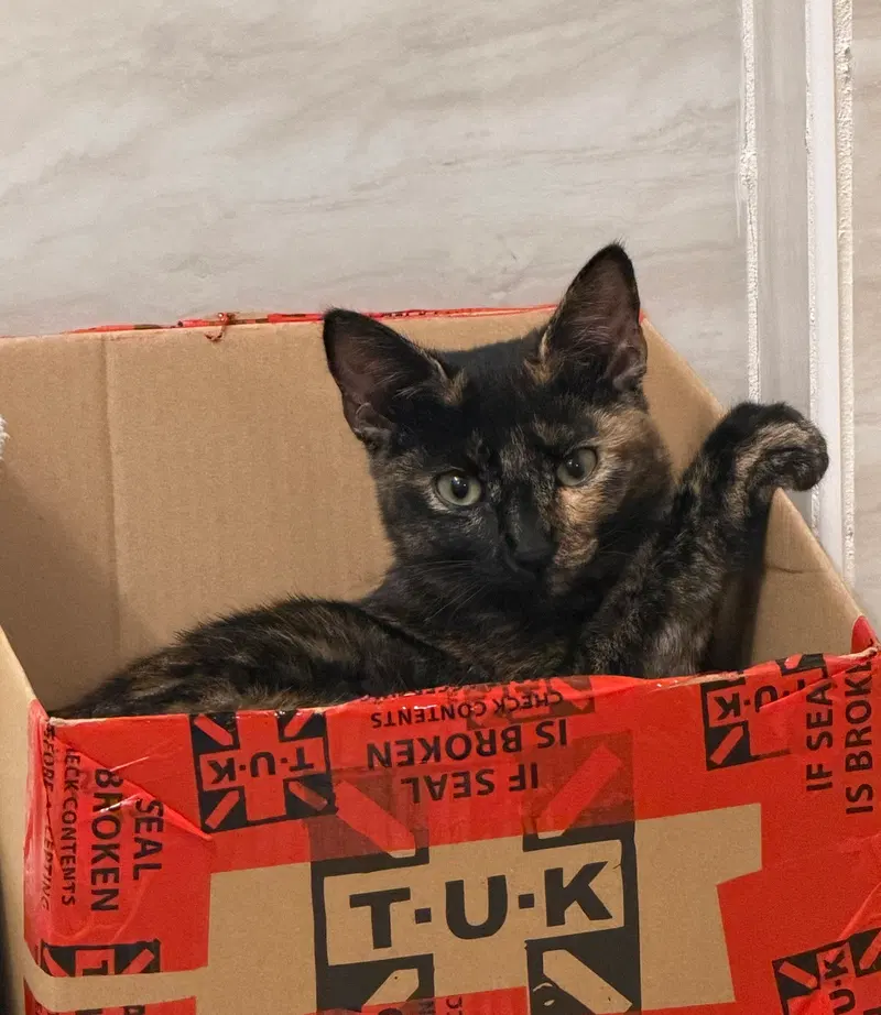 Miss Mittens, photo 2