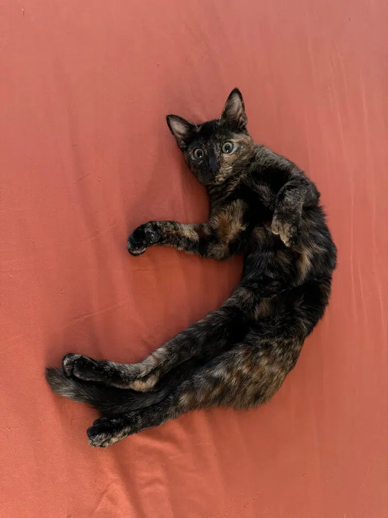 Miss Mittens, photo 3
