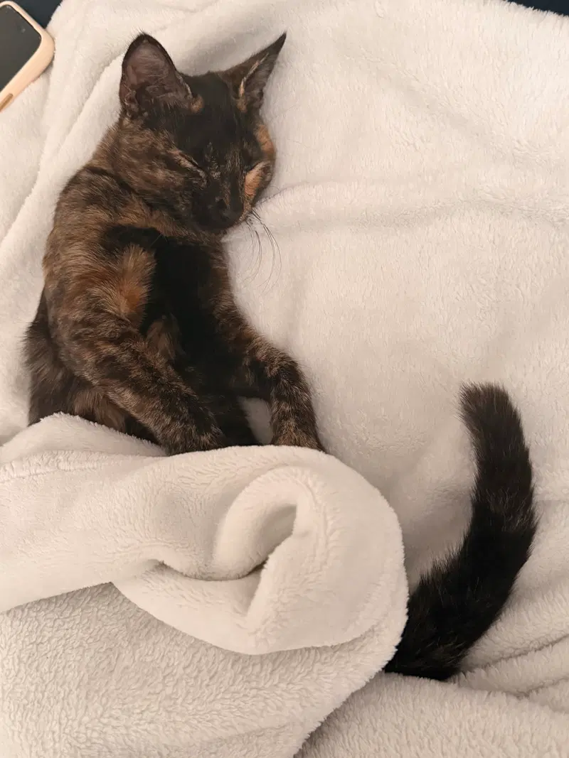Miss Mittens, photo 4