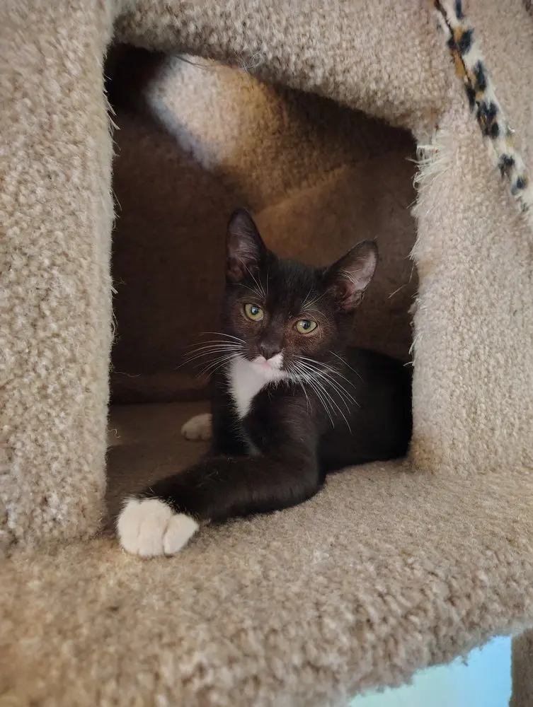 Eno, a male kitten up for adoption