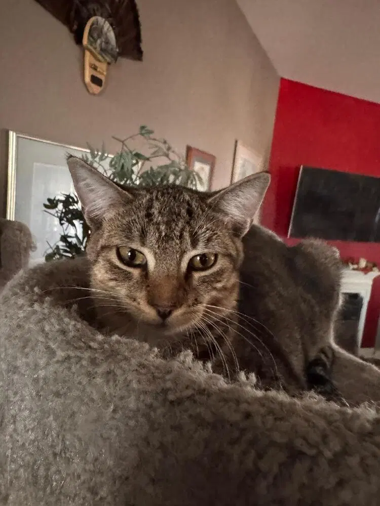 Luna, a female kitten up for adoption