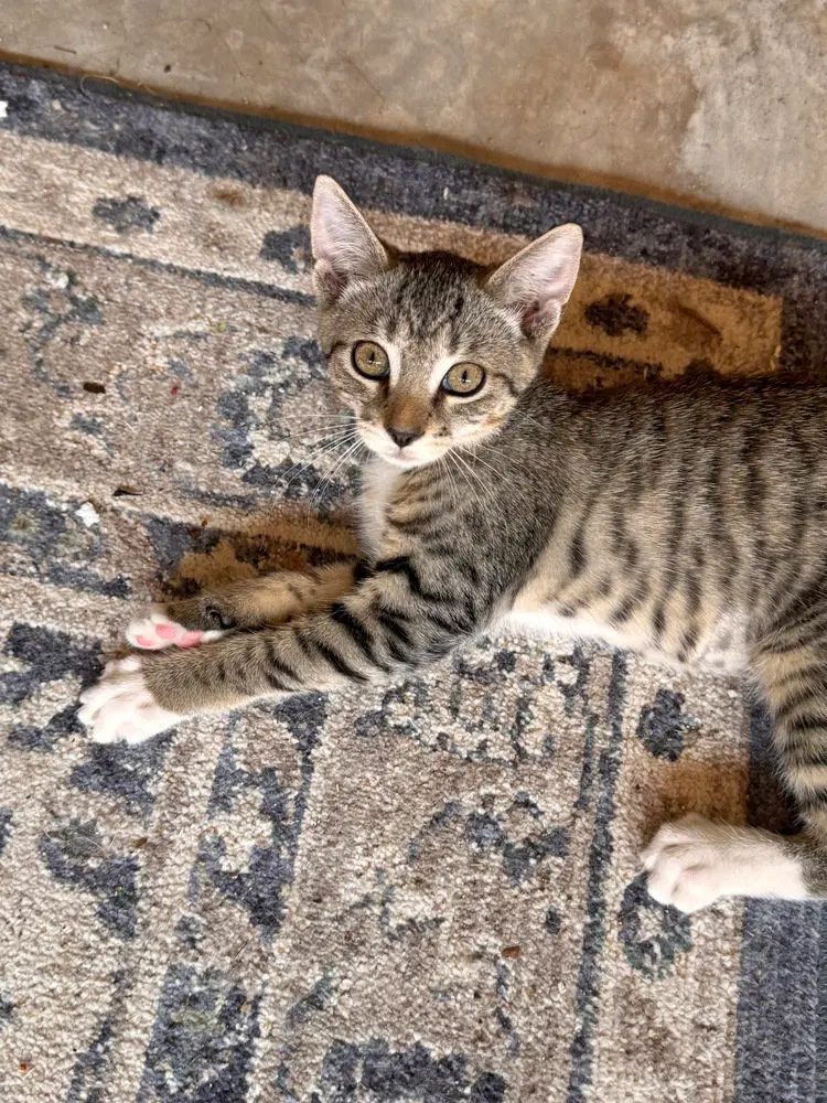 Luna, photo 2