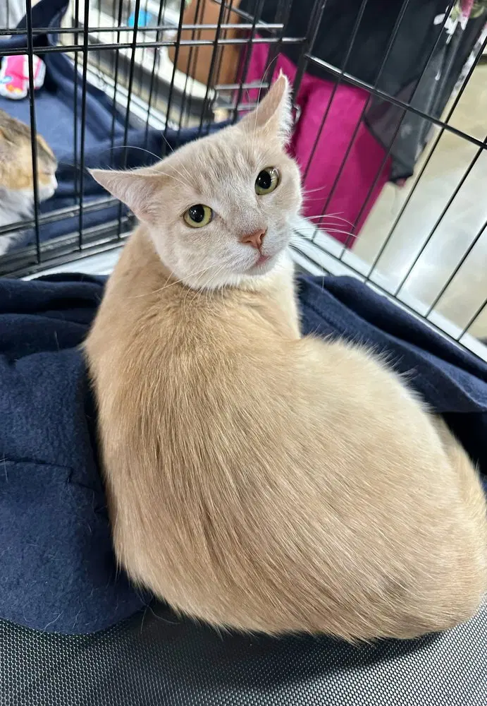 Gem Kitty, photo 2