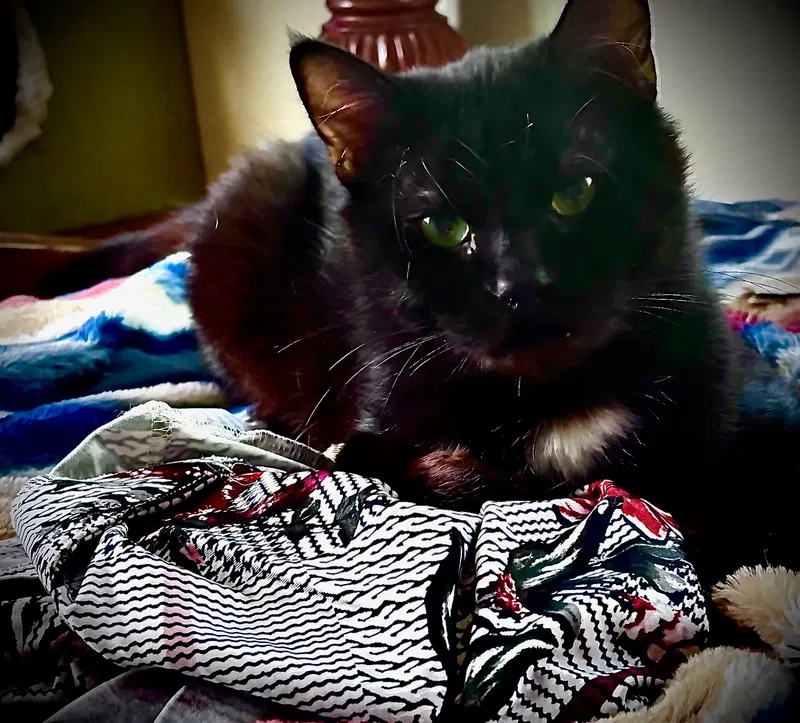 Theodore, a young male cat up for adoption