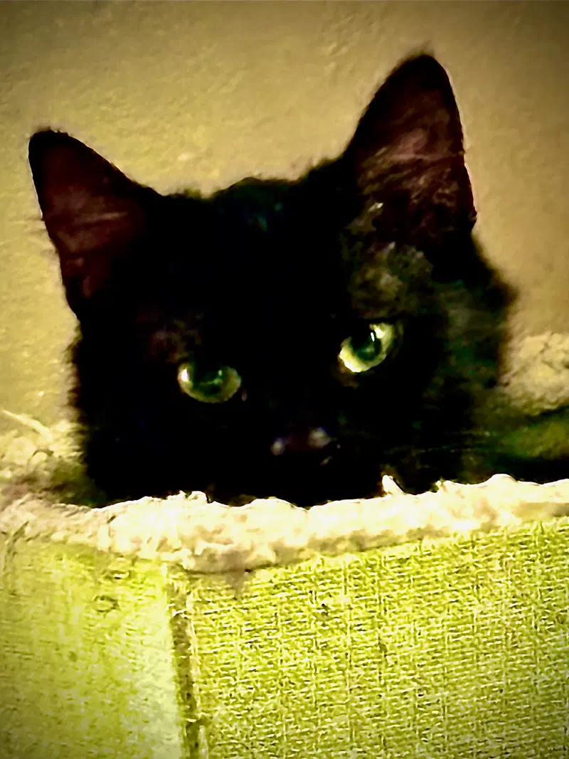 Theodore, photo 4