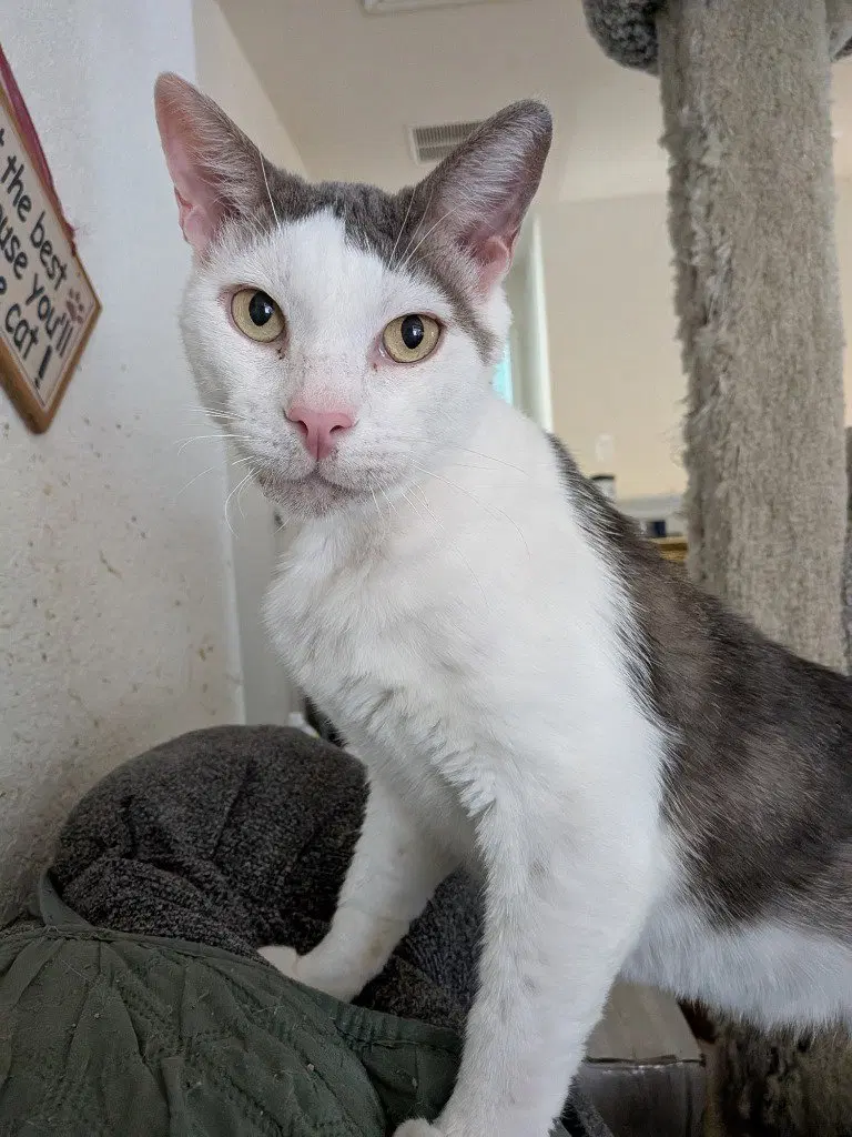 Handsome, an adult male cat up for adoption
