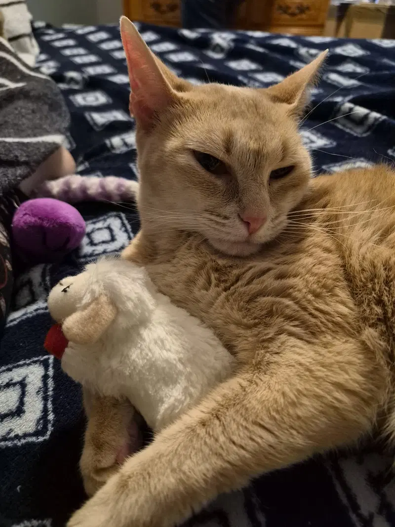 Winifred, an adult female cat up for adoption