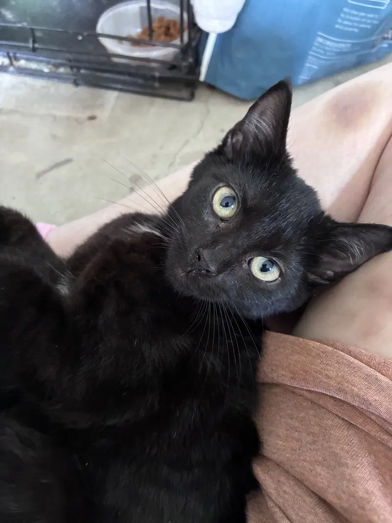 Underoos, a female kitten up for adoption