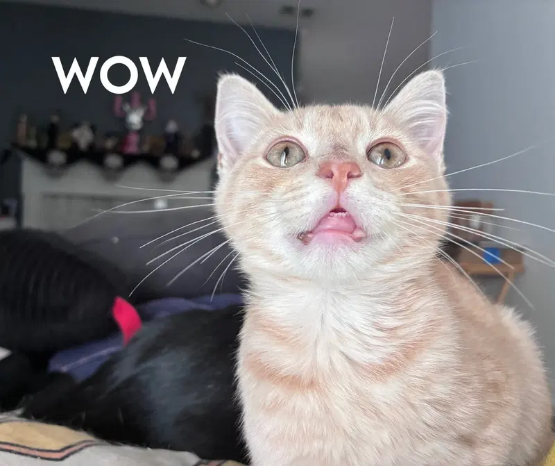 Jammie Dodgers, a young male cat up for adoption