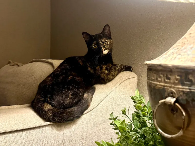 Pip, a female Tortoiseshell kitten up for adoption