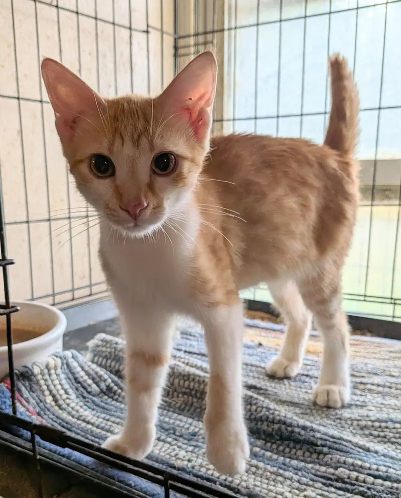 Ace, a young male cat up for adoption