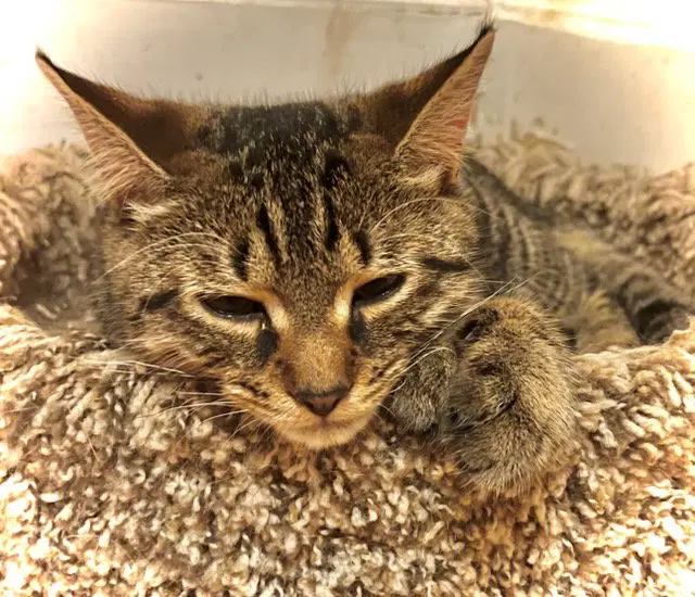 Bert and Ernie, male kittens up for adoption