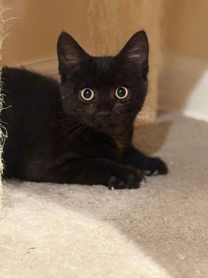 Binx, photo 4