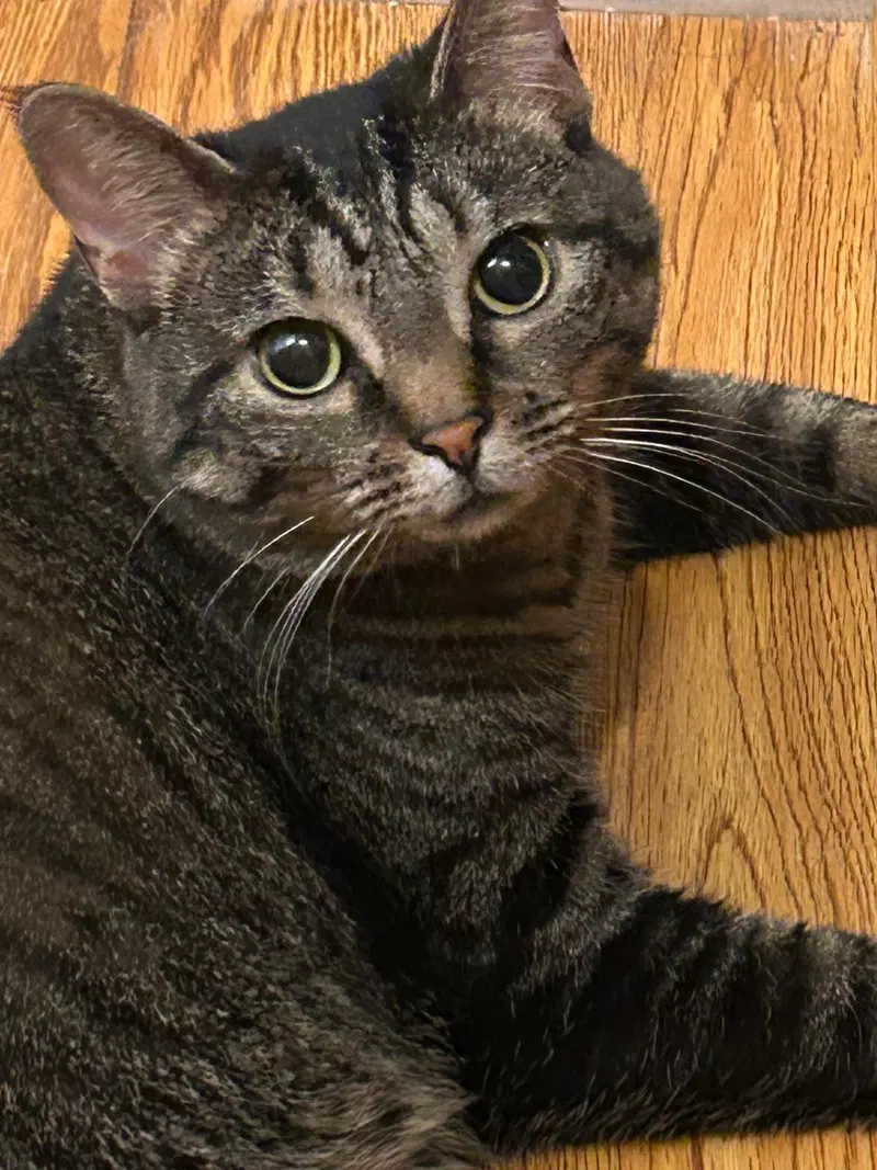 Izzy, photo 9