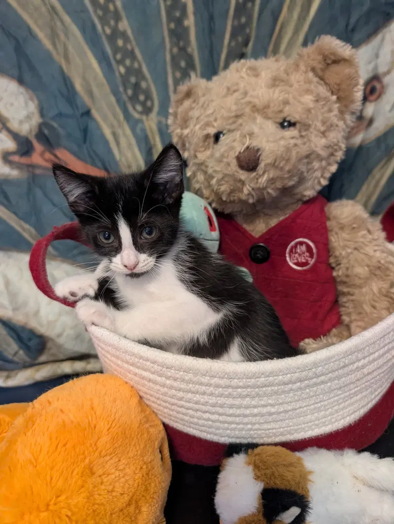 Frontier, a male kitten up for adoption