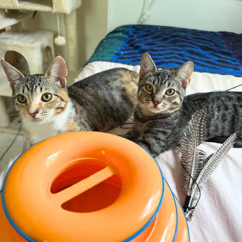 Watch the video of Jalapeno & Pimento