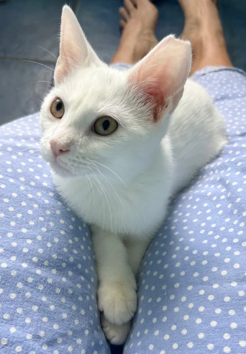 Snowy Christiana Petsmart, a young male cat up for adoption
