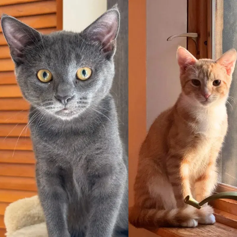 Poblano & Tabasco, male kittens up for adoption
