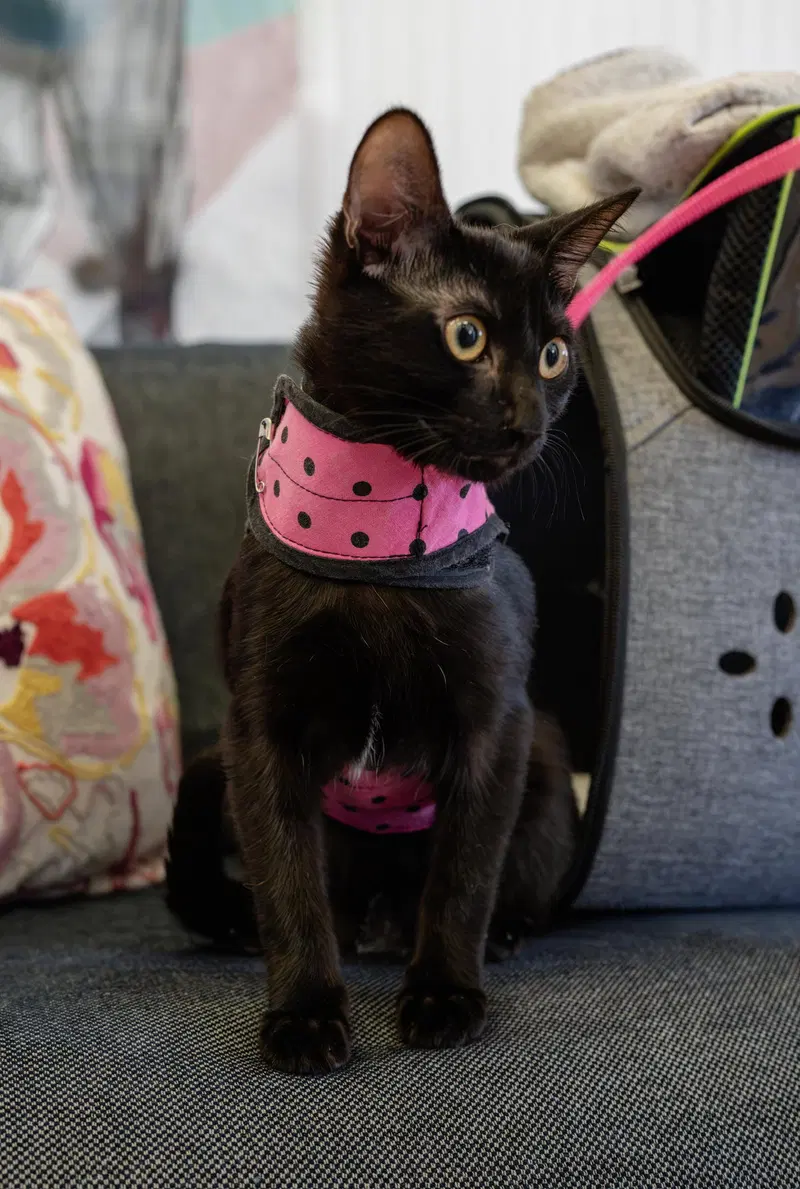 Salmonberry, a male kitten up for adoption
