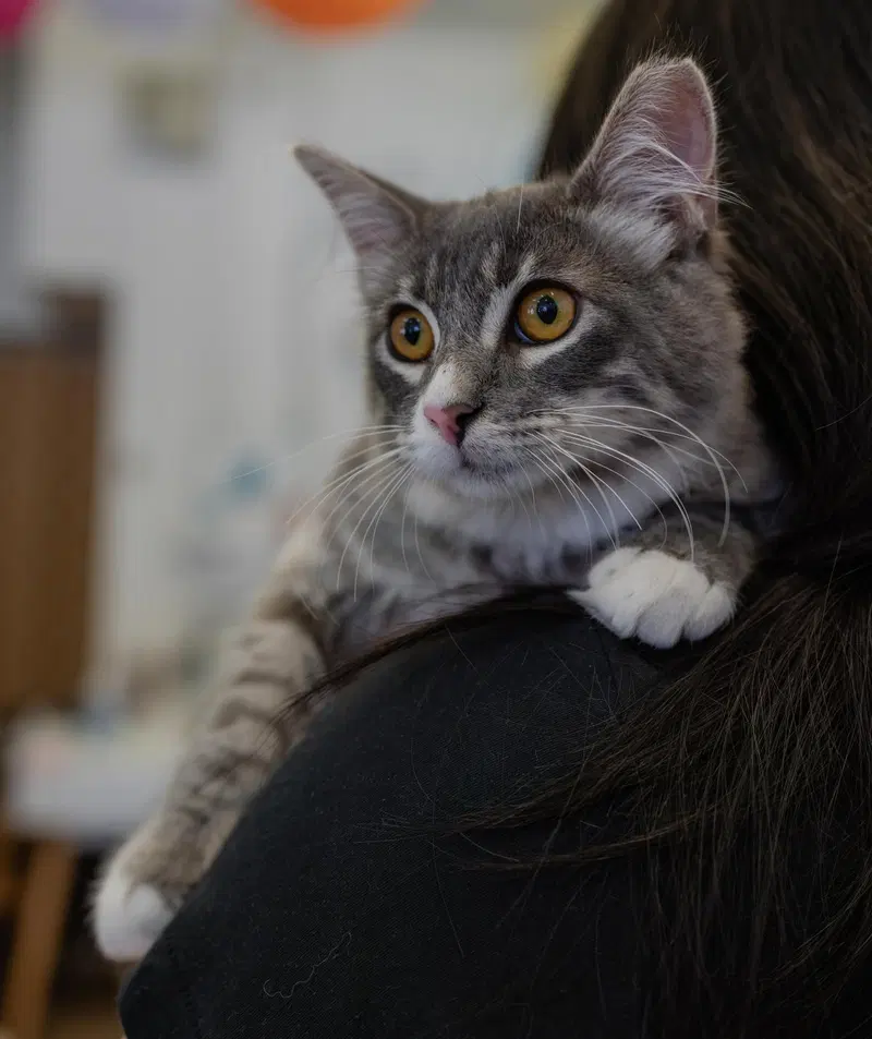 Comet McCometFace, a male kitten up for adoption