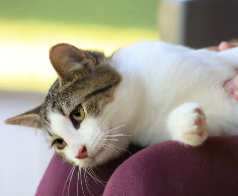 Young, a male kitten up for adoption