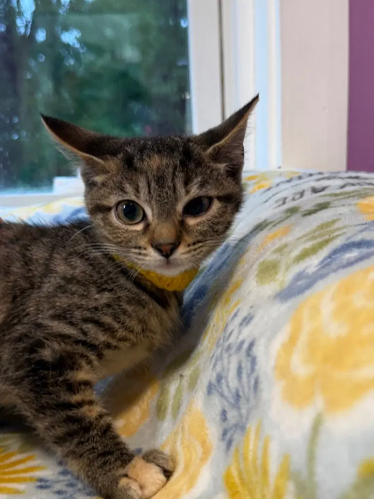 Abigail IN FOSTER, a female kitten up for adoption