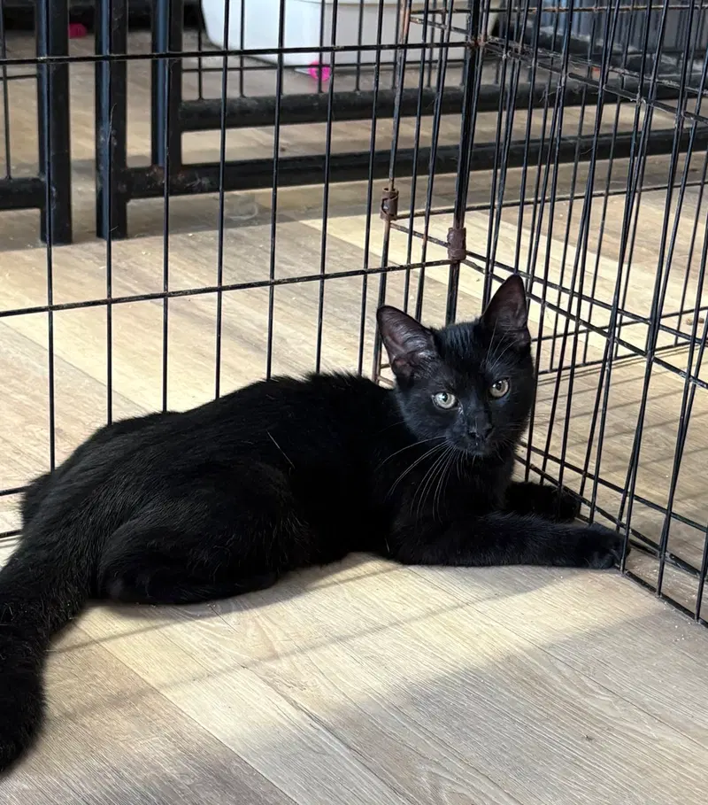 Mallory, a young female cat up for adoption