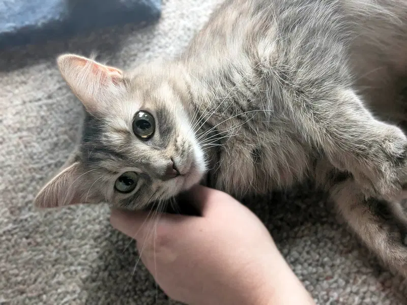 Penny, a young female cat up for adoption