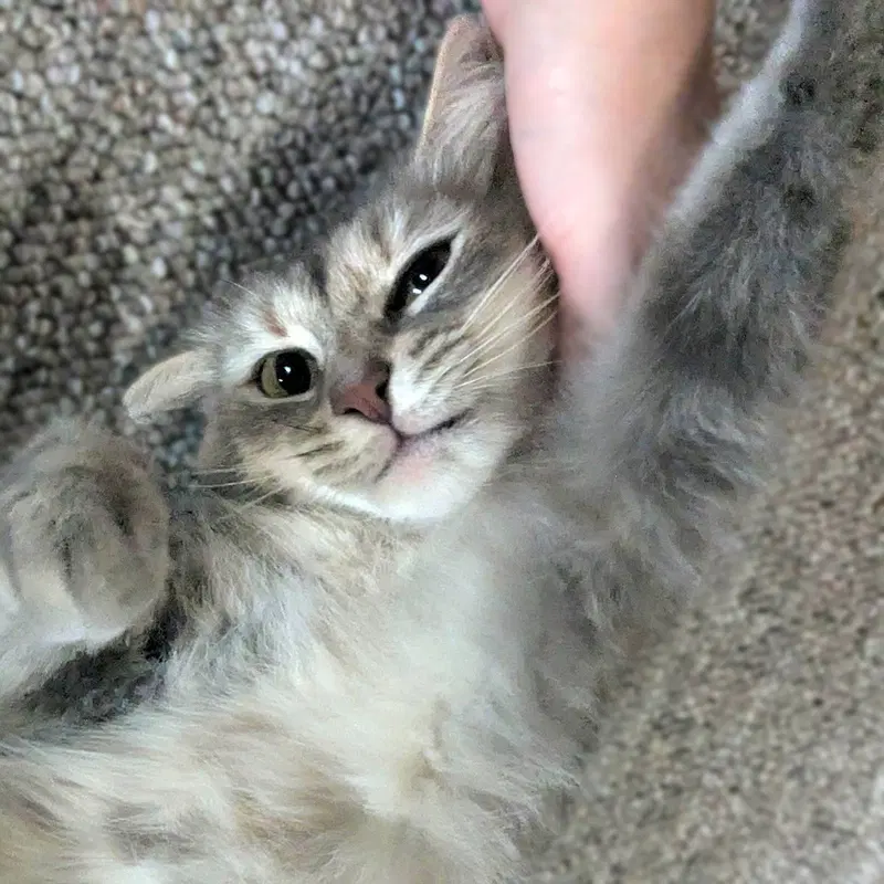 Penny, photo 2