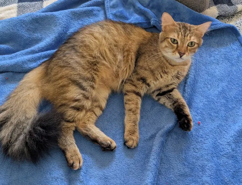 Mandy, an adult female cat up for adoption