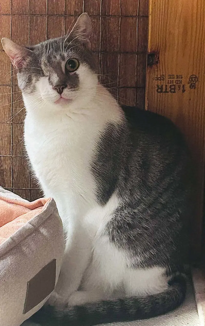 Xena, an adult female cat up for adoption